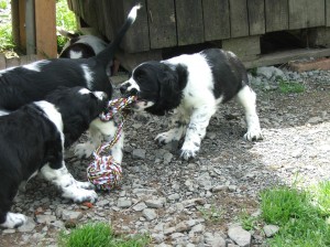 Nero s Nelly se přetahují.