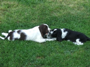 Naiky s Nelly před jejím odjezdem. Nellynka odjela do nového domova jako poslední.