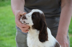 Nová členka smečka - NAIKY.