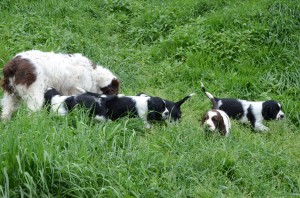 Děti pojďte, naučím vás slídit!