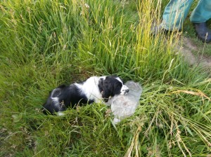 Nicco rád mačká petlahve...