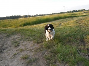 Nicco se ničeho nebojí a začíná pěkně slídit.