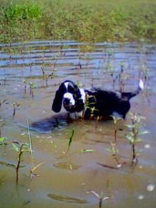 Vodní živel Nicco.