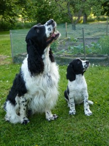 Niké se má od koho učit, její nevlastní bratr Hubert jí naučí všemu, co má umět správný lovecký pes!