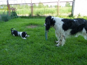 Nebo Hubert Niké naučí vyzývat ke hře!