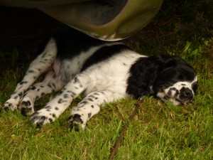 Níké po učení s Hubertem unavená...