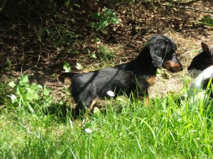 Seznámení s kocourem Štěpíkem.