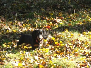 Mohu prozkoumat ten les?