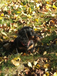 Wegušce se už natahuje správný jezevčíkový čumák...