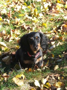 Wega sedni a čekej!