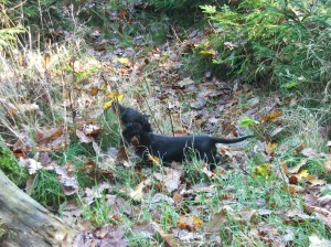 Tady je takových zajímavých vůní!