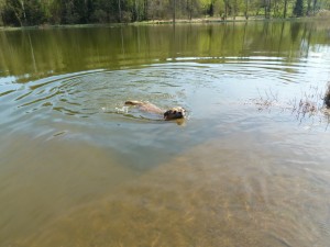 Hubert (Zak) rád plave, jako každý border.