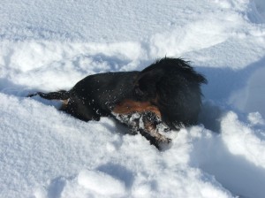 Uf, už toho mám v tom sněhu dost.