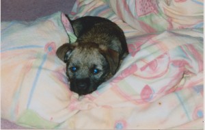 Lucinka po příjezdu domů jako štěňátko.