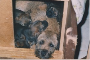 Lucinka se svými štěňaty Utkou, Urkou, Unem a Unkem.