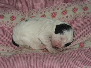 Fenka č. 2 - černobílá