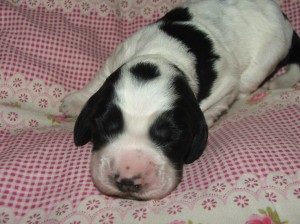 Fenka č. 3 - černobílá "Kolečko"