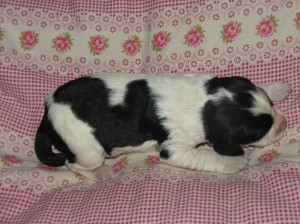 Štěňátka - foto šestý den