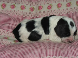 Fenka č. 3 - černobílá