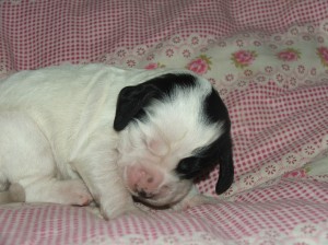 Fenka č. 2 - černobílá "Bělinka"