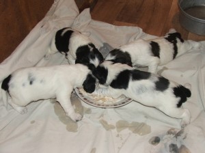 Už se učíme papat, ale papaní je více kolem, než v nás...