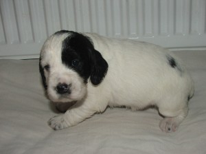 Fenka 1 - ORNELLA z Větrné paseky