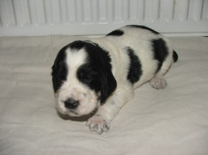 Fenka 2 - ORIKA z Větrné paseky