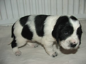 Fenka 3 - ORIANA z Větrné paseky