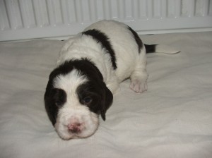 Fenka 4 - ORSANA z Větrné paseky