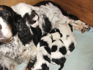 Jééé, počkejtéééé, já k vám taky patřím, i když jsem hnědobílá!!!