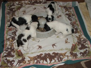 Prostřeno pro lovecké psy - čtyři týdny.