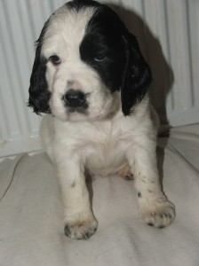 Tato kouzelná slečna Ornella hledá svého nového páníčka!