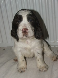 Tato fenečka Orsanka již svého nového páníčka má.