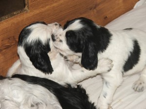 Neotravuj, nebo kousnu!