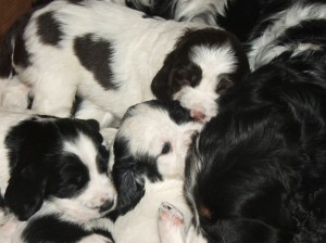 Nejstrakatější fotka ze všech strakatých fotek...