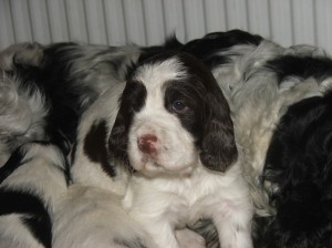 Štěňátka foto čtyři - pět týdnů