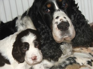 Mazlíček Orsanka pod dozorem mámy.