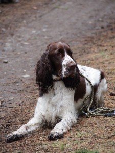 Candy z Vrchánova si zkoušela odložení.