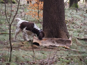 Candy první dosled po pobarvené stopní dráze. Zájem o srnčí deku měla velký.