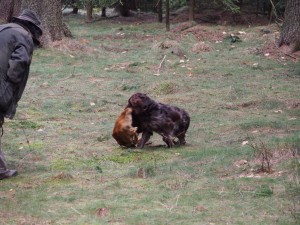 Lovka ze stopy srnčí deku přinesla.