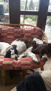 no vida a jsem v novém domově a mám kámošku, to je bájoooo