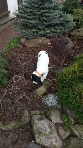 a můžu vrtat v záhradce...chi