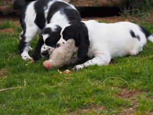 Špringří štěňátka, foto z loučení s Oriankou a Ornellkou, foto v nových domovech.