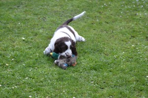 Orsana - Orsi v novém domově