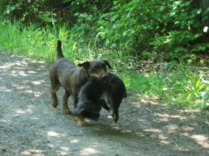 Ebi ukaž, že jsi taky šikovná!