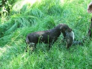 Raději poslechnu, neb můj pán je skvělý, hodný a spravedlivý!