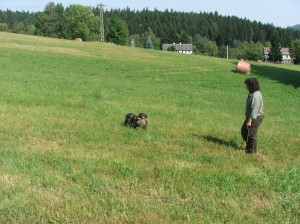 Lovka nese bažanta.