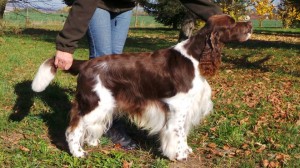 Winterwater Creek´s Daredevil - Bauník - budoucí ženich Kary