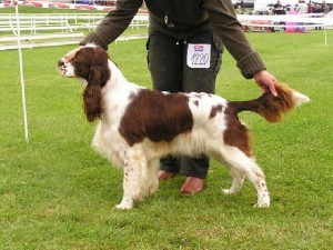 Uliana - CAC,CACIB,BOB, BIG 4