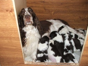 Lady a její vrh od E.